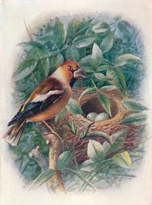 Hagfink - Coccothraustes vulgaris, c1910, 1910 av George James Rankin