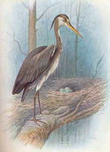 Heron - Ardea cinerea, c1910, 1910 av George James Rankin