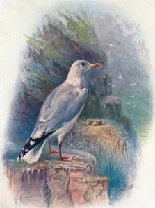 Sildemåke - Larus argentatus, c1910, 1910 av George James Rankin
