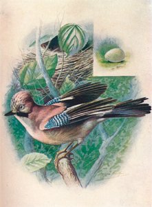 Jay- Garrulus glandarius, c1910, 1910