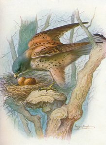 Tårnfalk - falco tinnunculus, c1910, 1910 av George James Rankin