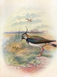 Vippe eller Peewit - Vnellus vulgaris, c1910, 1910 av George James Rankin