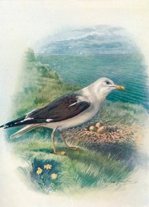 Mindre svartbak - Larus fuscus, c1910, 1910 av George James Rankin