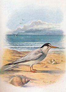 Lille tern - Sterna minuta, c1910, 1910 av George James Rankin