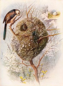 Langhalet meis - Acredula caudata, c1910, 1910