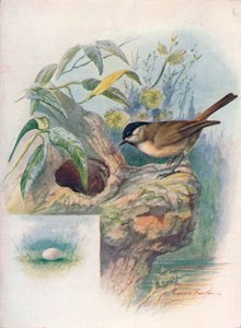 Myrmeis - Parus palustris, c1910, 1910 av George James Rankin