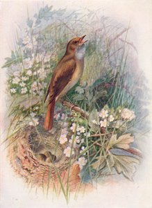 Nattergal - Daulias luscinia, c1910, 1910