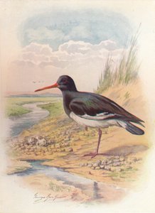 Oyster-catcher - Haematopus ostralegus, c1910, 1910 av George James Rankin