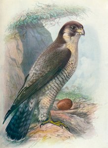 Vandrefalk - Falco peregrinus, c1910, 1910