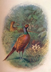 Fasan - Phasianus colchicus, c1910, 1910 av George James Rankin