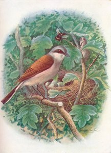 Rødrygget Shrike - Lanius collurio, c1910, 1910 av George James Rankin