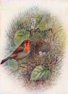 Rødbryst eller Robin - Erithacus rubecula, c1910, 1910 av George James Rankin