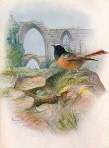 Rødstjert - Ruticilla phoenicurus, c1910, 1910 av George James Rankin