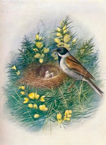 Reed Bunting - Embriza schoeniclus, c1910, 1910