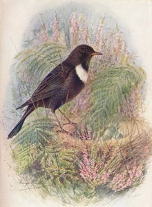 Ring-Ousel - Turdus torquatus, c1910, 1910