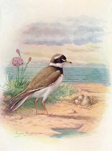 Ringhjørnet - Aegialitis hiaticola, c1910, 1910 av George James Rankin