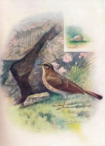Rock-Pipit - Anthus obscurus, c1910, 1910