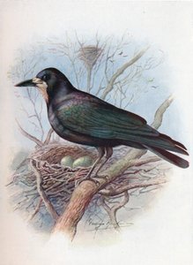 Rook - Corvus frugilegus, c1910, 1910 av George James Rankin