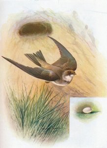 Sand-Martin - Cotil riparia, c1910, 1910 av George James Rankin