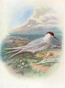 Sandwich Tern - Sterna cantiaca, c1910, 1910