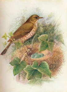Song-Thrush eller Mavis - Turdus musicus, c1910, 1910