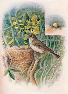 Spotted Flue-catcher - Muscicapa grisola, c1910, 1910 av George James Rankin