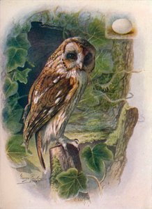 Tawny eller Brown Owl - Syrnium aluco, c1910, 1910