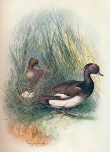 Tufted Duck - Fuligula cristata, c1910, 1910