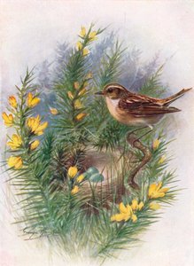 Whinchat - Pratincola rubetra, c1910, 1910 av George James Rankin
