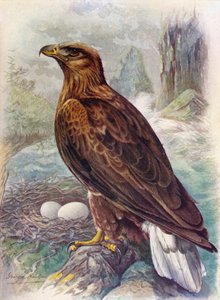 Hvithale eller havørn - Haliaetus albicilla, c1910, 1910 av George James Rankin