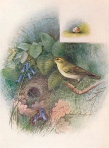 Wood-Wren - Phylloscopus sibilatrix, c1910, 1910 av George James Rankin