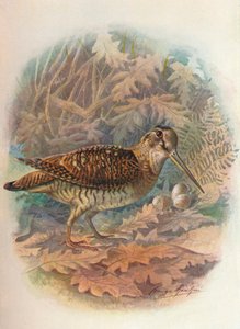Woodcock - Scolopax rusticula, c1910, 1910