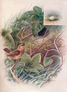 Wren - Troglodytes parvulus, c1910, 1910 av George James Rankin