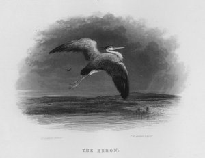 The Heron (gravering)