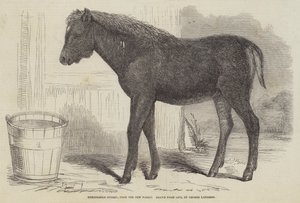 Bemerkelsesverdig hybrid, fra New Forest av George Landseer