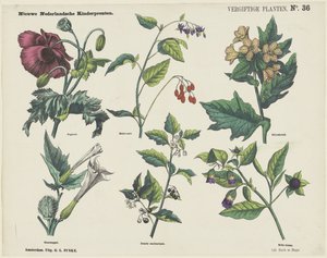 Giftige planter (tittel på objekt) Nye nederlandske barnetrykk (serietittel på objekt) av George Lodewijk Funke