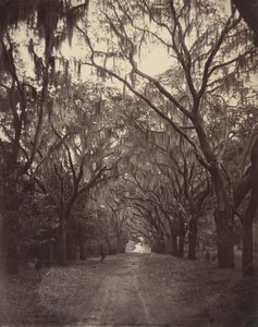 Bonaventure kirkegård, fire mil fra Savannah, 1866. av George N. Barnard