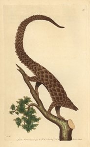 Firetået manis, Long-tailed Pangolin eller Black-bellied Pangolin, fra 