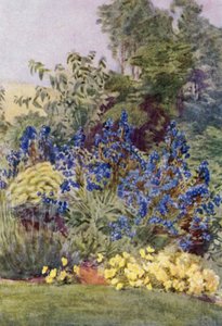 Anchusa Italica Dropmore-varianten, Dropmore Alkanet, med Clematis recta og Violas (farge litho) av George Soper