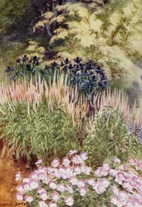 Veronica spicata rosea, med Eryngiums og Violas (farge litho) av George Soper
