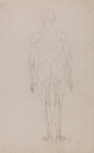 En sammenlignende anatomisk fremstilling av menneskekroppens struktur med en tigers og en vanlig fugls struktur: Menneskefigur, sett bakfra (videre studie for tabell XII) av George Stubbs