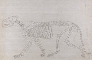 En komparativ anatomisk fremstilling av menneskekroppens struktur med en tiger og en vanlig fugl: Tigerskjelett, sett fra siden av George Stubbs