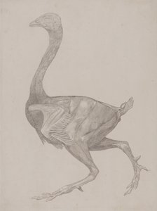  av George Stubbs