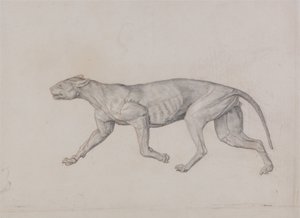  av George Stubbs