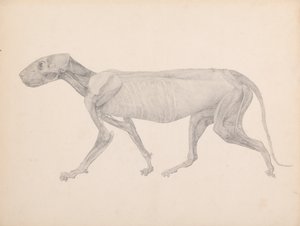  av George Stubbs