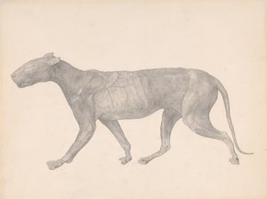  av George Stubbs