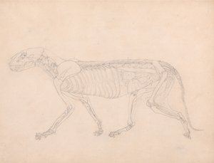  av George Stubbs