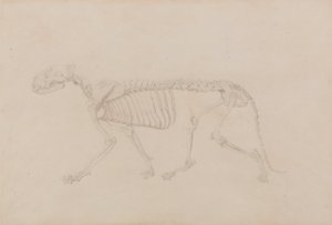 av George Stubbs
