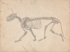  av George Stubbs