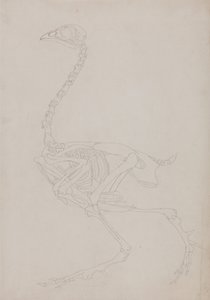  av George Stubbs